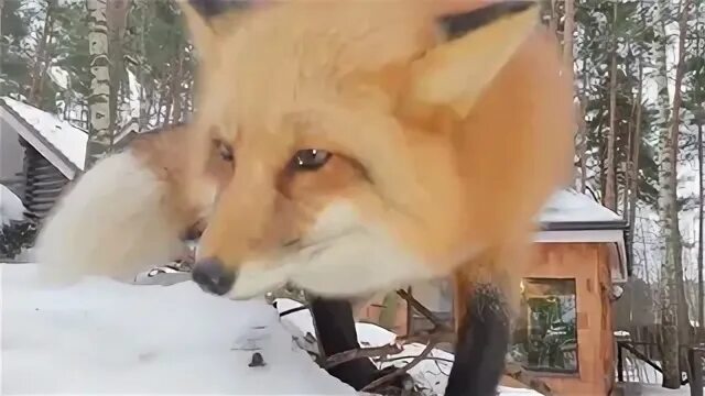 Включи лису и
