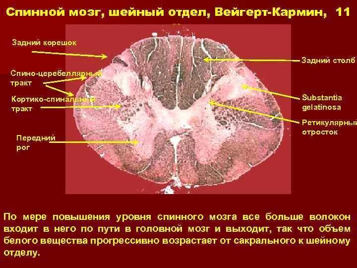 Шейный отдел спинного мозга. Желатинозная субстанция спинного. Substantia gelatinosa спинного мозга. Срез спинного мозга строение.