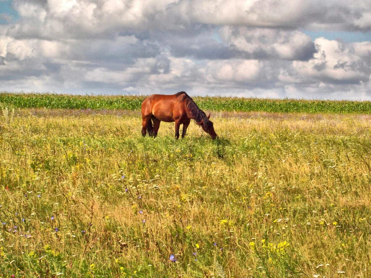 раздолье кони