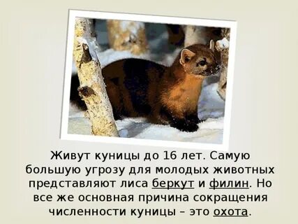 Куницы где обитает