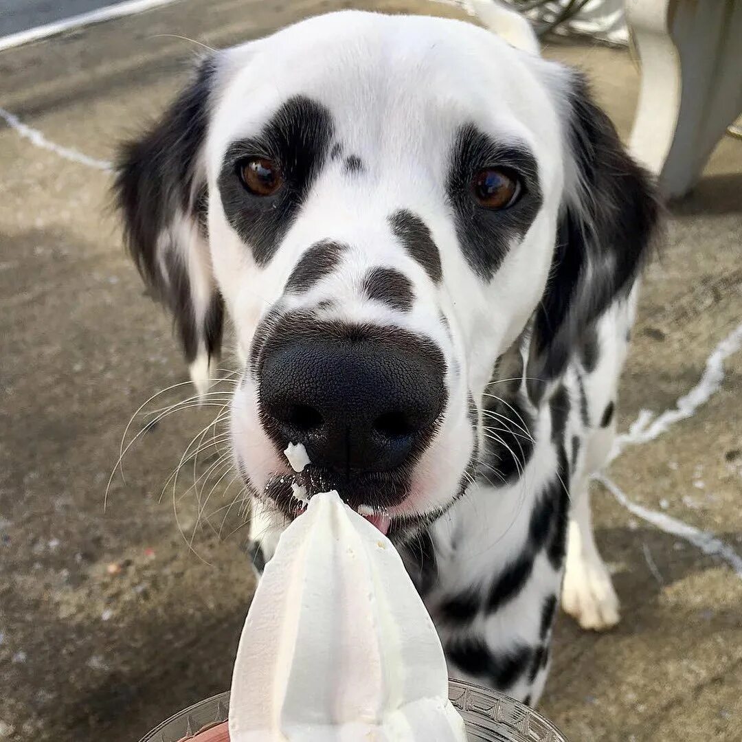 Толлер в цветах. Колли бобби. Терапия с золотистыми ретриверами. Рыжая собака чак. Серия чудо-щенок.