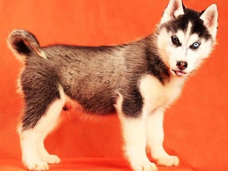 авито нижний новгород собаки йорк. щенок лайки неделя. щенки в коробке дворняжки. щенок овчарки стоит. щенки русской гончей элита.