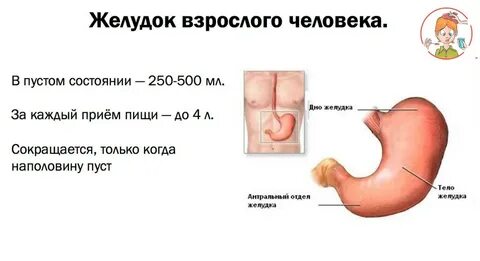Маленький желудок