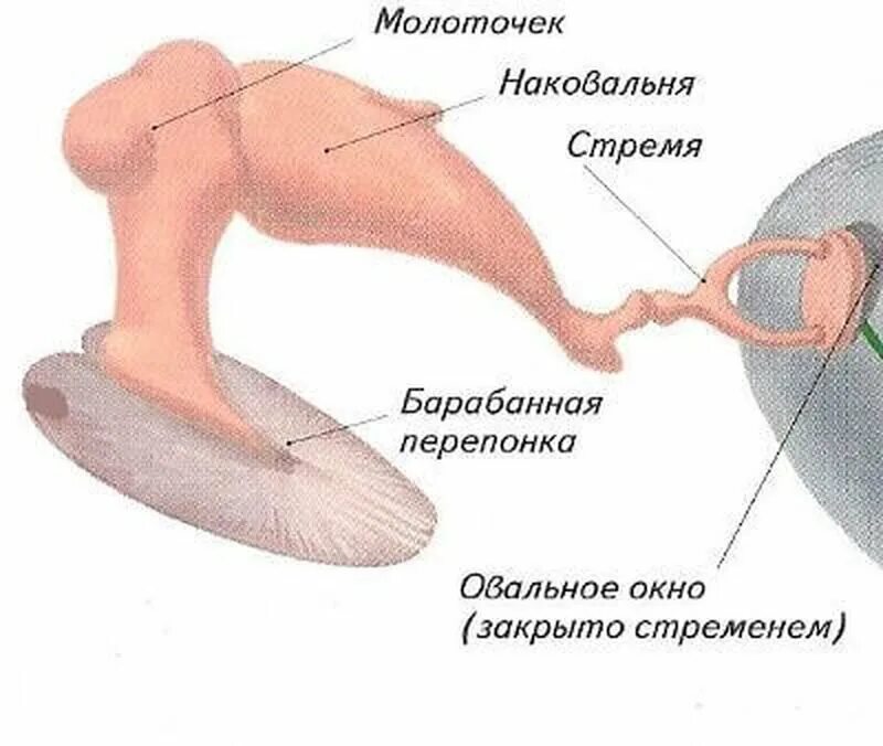 Молоточек наковальня стремечко функции. Строение слуховых косточек молоточек наковальня стремечко. Барабанная перепонка, стремечко, наковальня и молоточек. Среднее ухо молоточек наковальня и стремечко. Слуховые косточки (молоточек, наковальня, стремя), евстахиева труба.