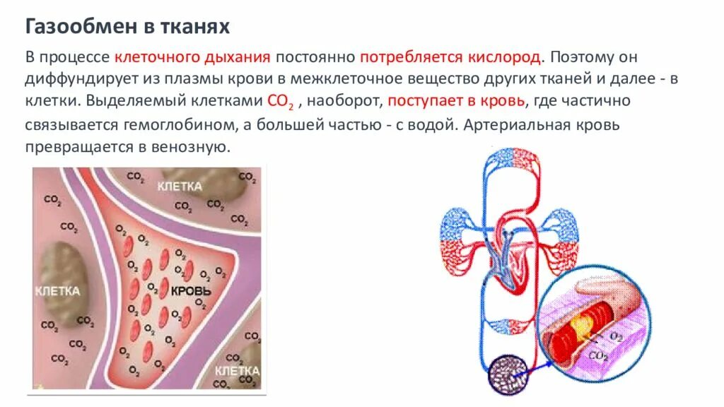 Дыхательную функцию выполняют клетки. Газообмен в легких и тканях. Процесс газообмена в тканях. Газообмен в клетках тканей. Процесс газообмена в легких.