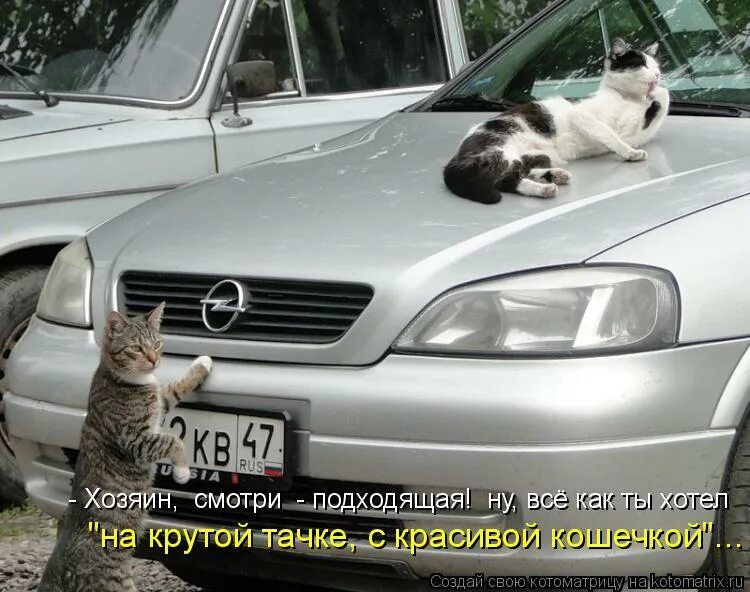 Уважаю хозяина. Коты на капоте. Кот на крутой тачке. Уважаемые коты. Кот на капоте машины.