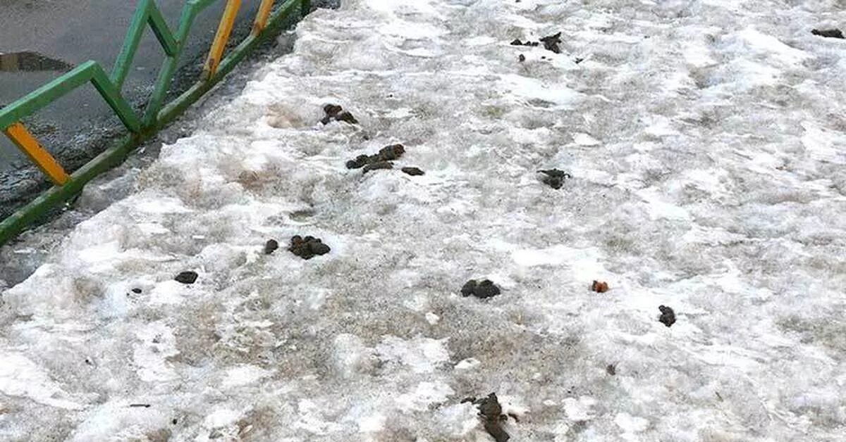 Собачьи фекалии на снегу. Собачьи какашки на тротуаре. Снег сходит с пригорков веселыми