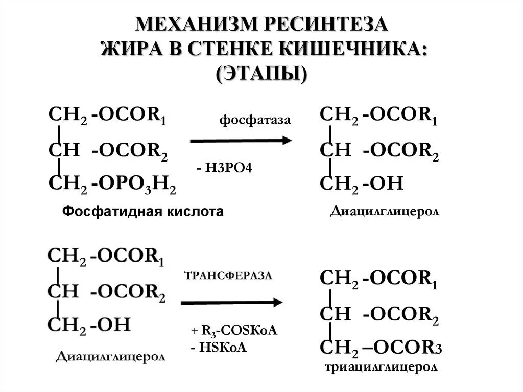 Синтез жиров в кишечнике. Ресинтез нейтрального жира реакция. Ресинтез липидов схема. Ресинтез жирных кислот биохимия. Ресинтез жира в стенке кишечника..