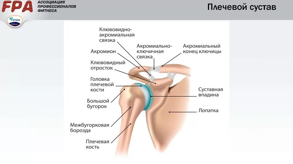 Какой сустав в плече. Плечевой сустав анатомия строение. плечевой сустав схема строения сустава. плечелопаточный сустав анатомия человека. анатомические структуры плечевого сустава.