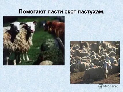 Как пасти скот