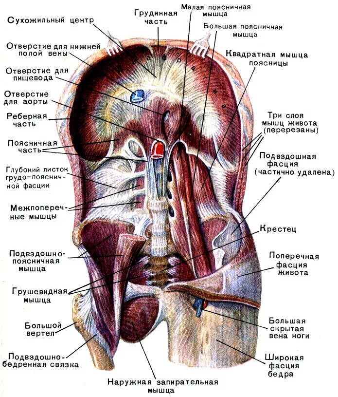 Строение человека внутренние со спины. Строение органов человека сбоку справа. Диафрагма вид снизу со стороны брюшной полости.