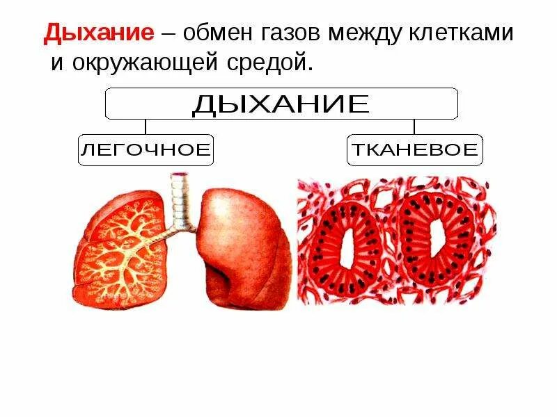 Дыхательная система биология. Дыхание газообмен жабры легкие трахеи. Схема процесса дыхания. Строение нижних дыхательных путей человека анатомия. Дыхание газообмен жабры легкие трахеи.