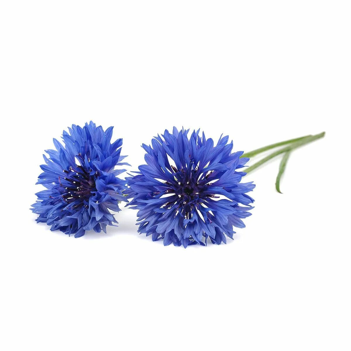 Василёк Centaurea. Василек синий ( лепестки ) 20гр. Экстракт (горофит) василька синего. Васильки на белом фоне.