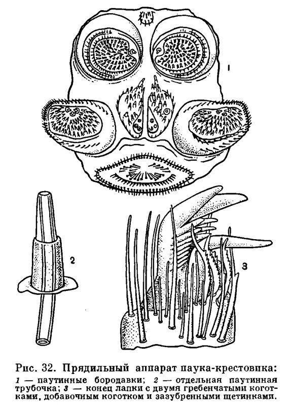 Паукообразные паутинные железы. Паутинные бородавки паука крестовика. Строение паука паутинные бородавки. Паутинные бородавки у паукообразных. Паутинные бородавки схема.