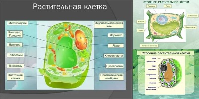 рисунок растительной клетки по биологии