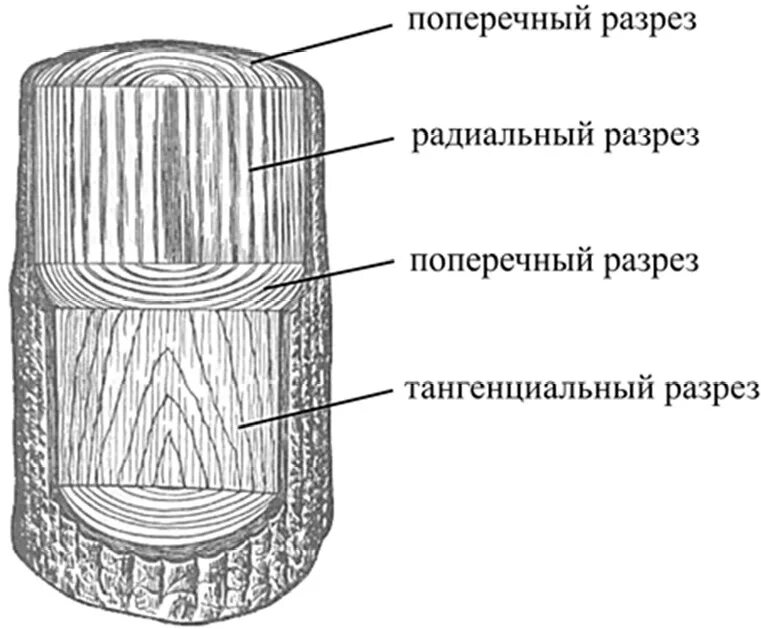 Зарисуйте срезы. Макроструктура древесины поперечный радиальный тангенциальный. Поперечный радиальный тангентальный разрез древесины. Тангенциальный радиальный и поперечный срез. Тангентальный срез стебля древесного.