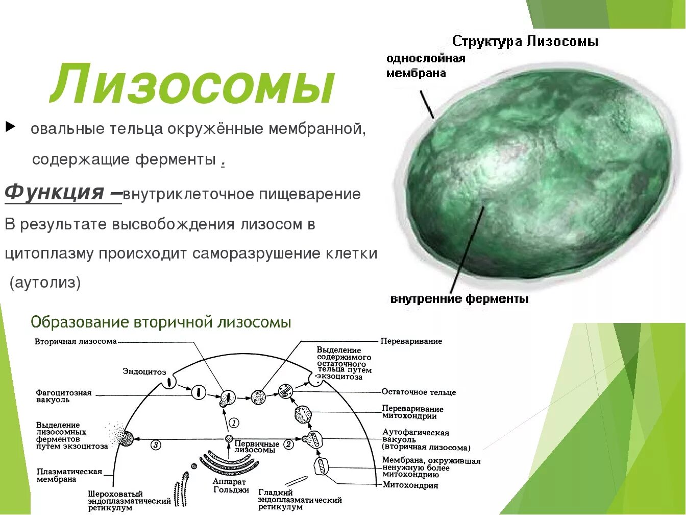 В клетках клетках содержатся овальные тельца
