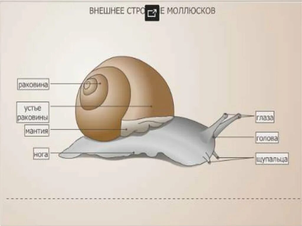 Строение раковины виноградной улитки. Схема раковины брюхоногого моллюска. Внешнее строение раковины брюхоногого моллюска. Внешнее строение моллюсков улитка. Голова брюхоногих