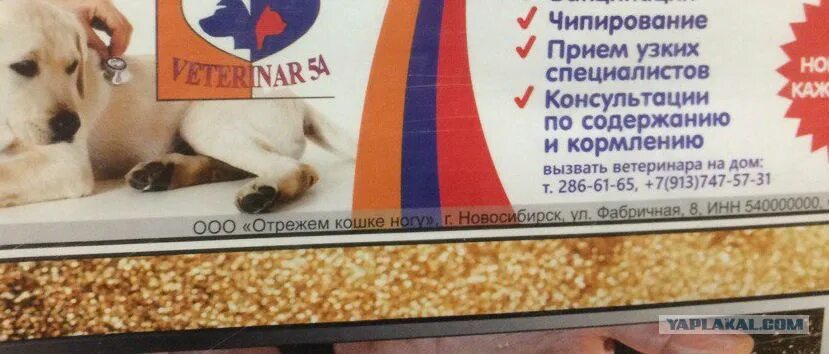 Чипирование собак оренбург. Чипирование собак оренбург
