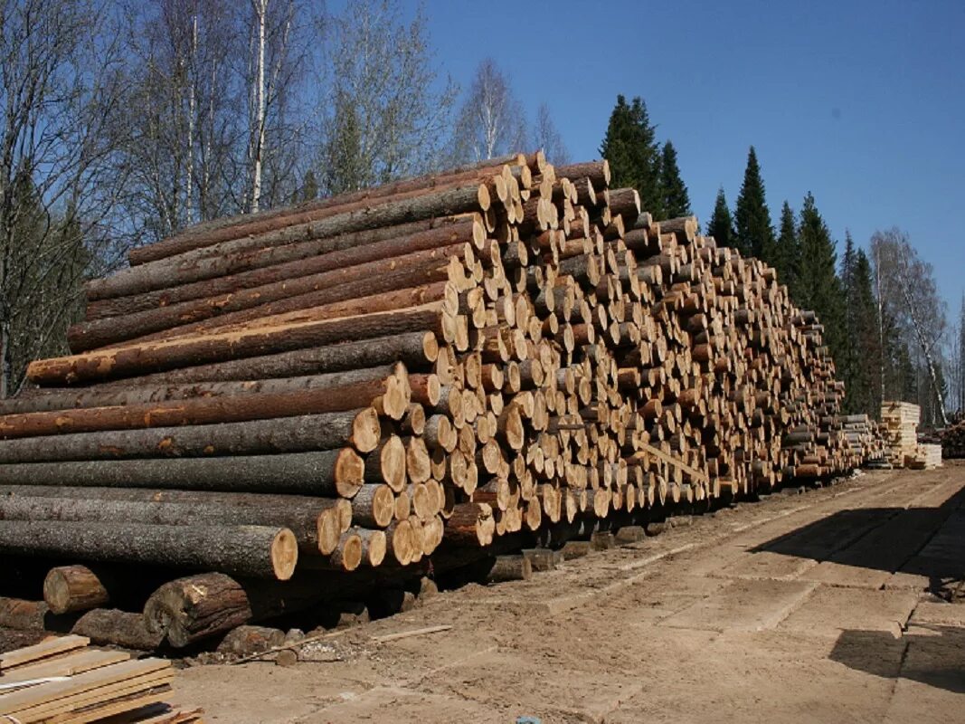 лес кругляк пиловочник на сруб. Lumber for export пиломатериалы. лесной склад. верхний лесной склад. лесной склад лесистый.