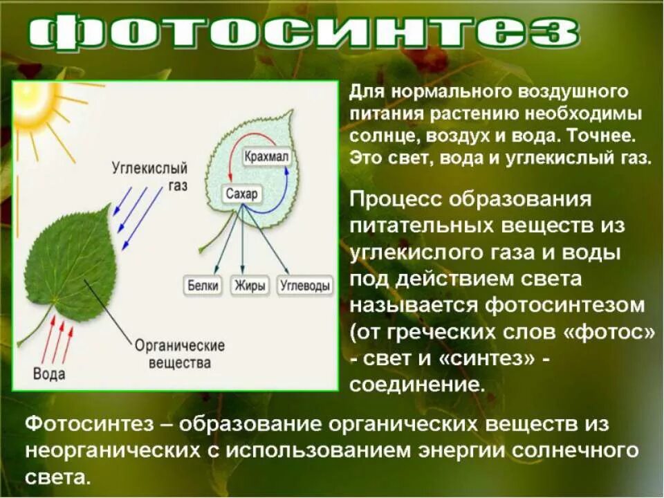 Конспект питания растений