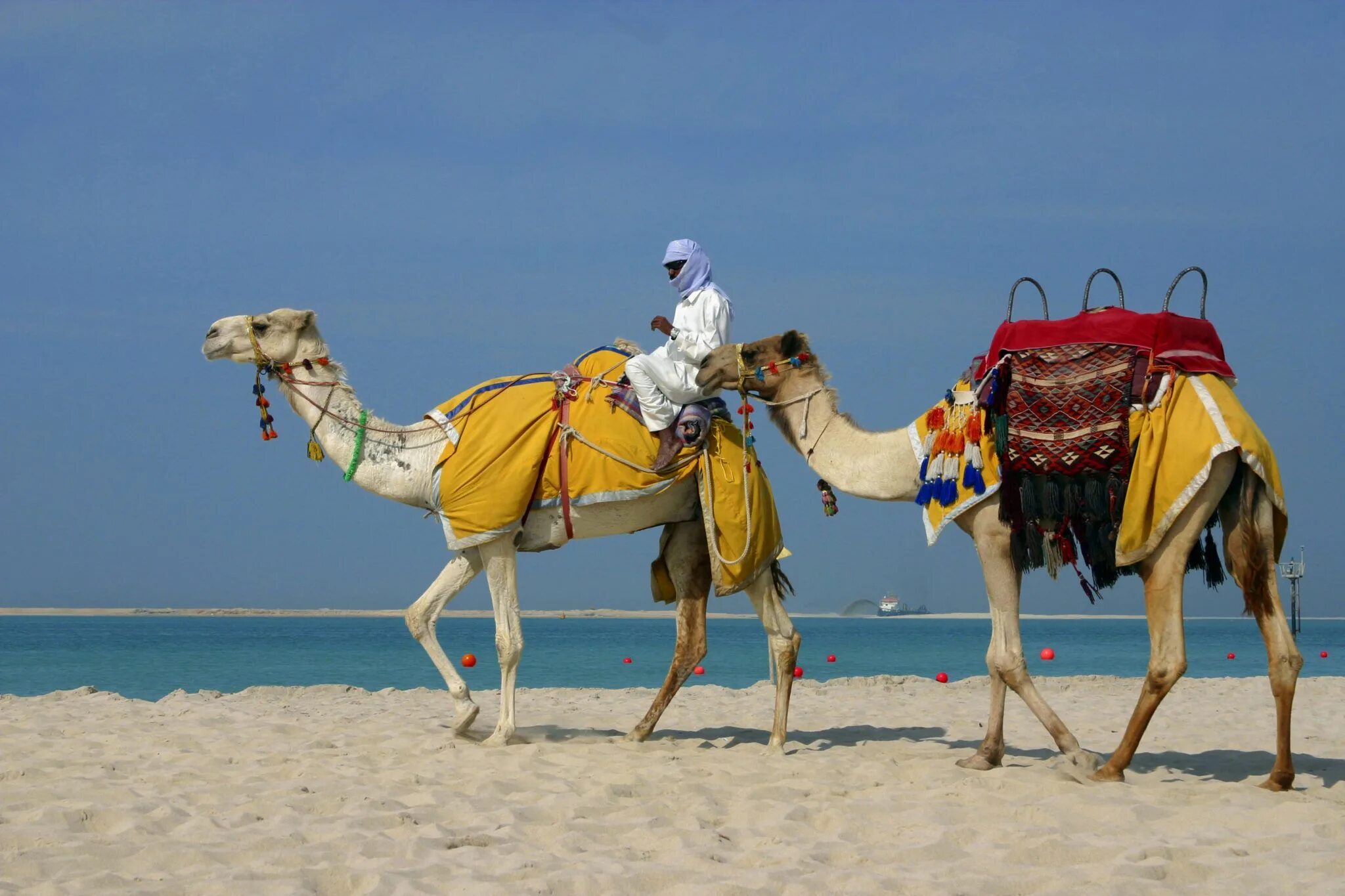 Животные на ближнем востоке. Марокко верблюды. Бедуины в каире. Вагнер в судане. Антилопа дзерен.