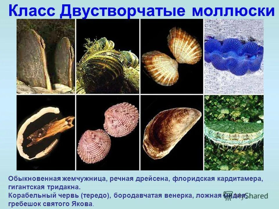 Представители двустворчатых. Двустворчатые моллюски систематика. пресноводные двустворчатые моллюски представители. двустворчатые моллюски хищники. класс пластинчатожаберные моллюски.