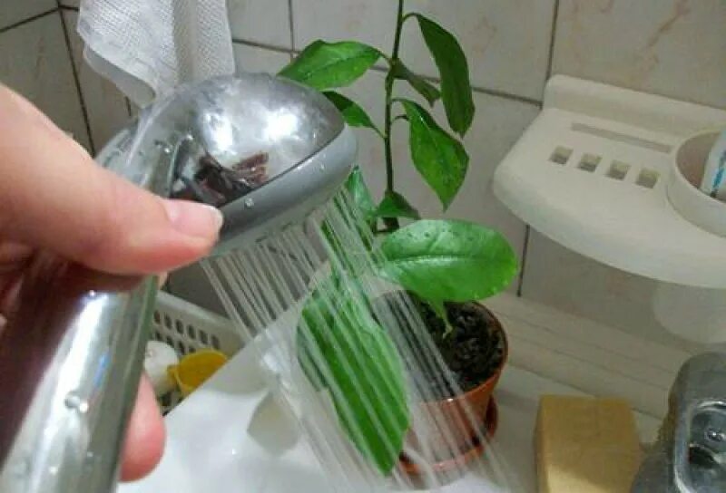 Мытье комнатных растений. Душ для комнатных растений. Протирание листьев. Душ для цветов комнатных. Как мыть домашние цветы.