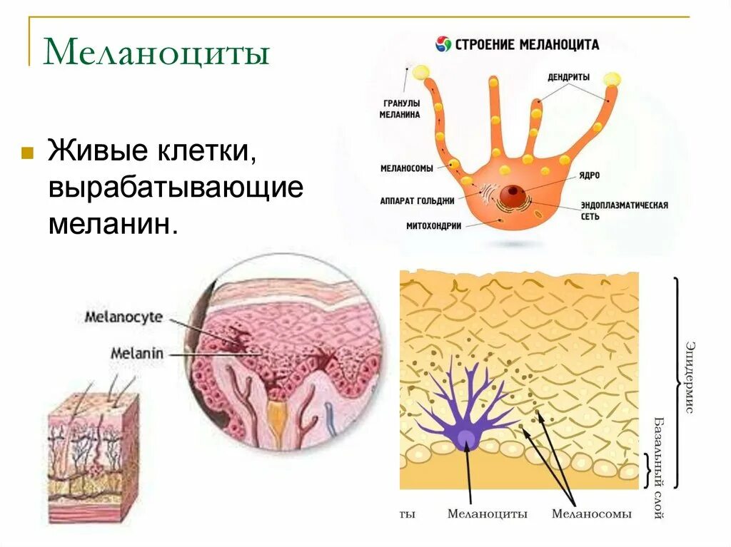 Пигмент содержащийся в коже. Меланоциты эпидермиса кожи. Строение кожи гистология меланоциты. Меланоциты строение гистология. Строение кожи меланин пигмент.