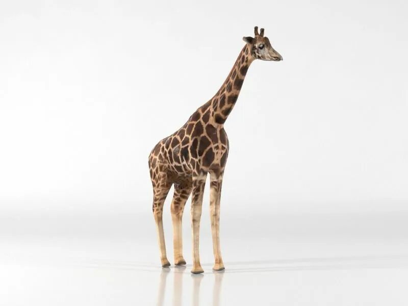 Мод на жирафа. Giraffe 3d. Модель жирафа. 3д модель жирафа. Жираф 3d модель.