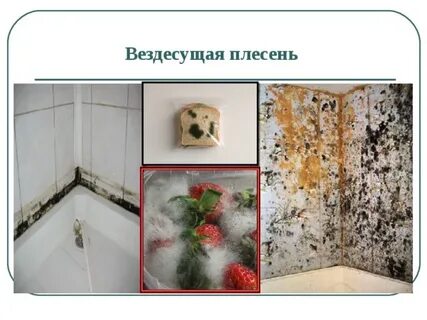 Плесень во сне