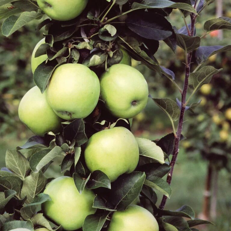 Яблоня колоновидная кумир. Яблоня колоновидная Медок. Яблоня колонновидная Каскад. Яблоня малюха колоновидная описание