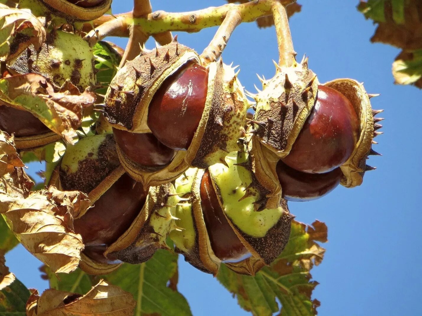 Плоды растут на листьях. Каштан конский (Aesculus). Каштан конский (Aesculus hippocastanum). Конский каштан обыкновенный плод. Каштан орех дерево.