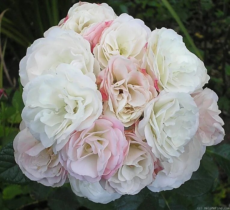 Букет парфе. Роза мускусный гибрид bouquet parfait. роза букет парфе. роза мускусный гибрид буке парфэ.