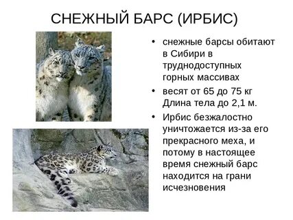 Описание снежного барса