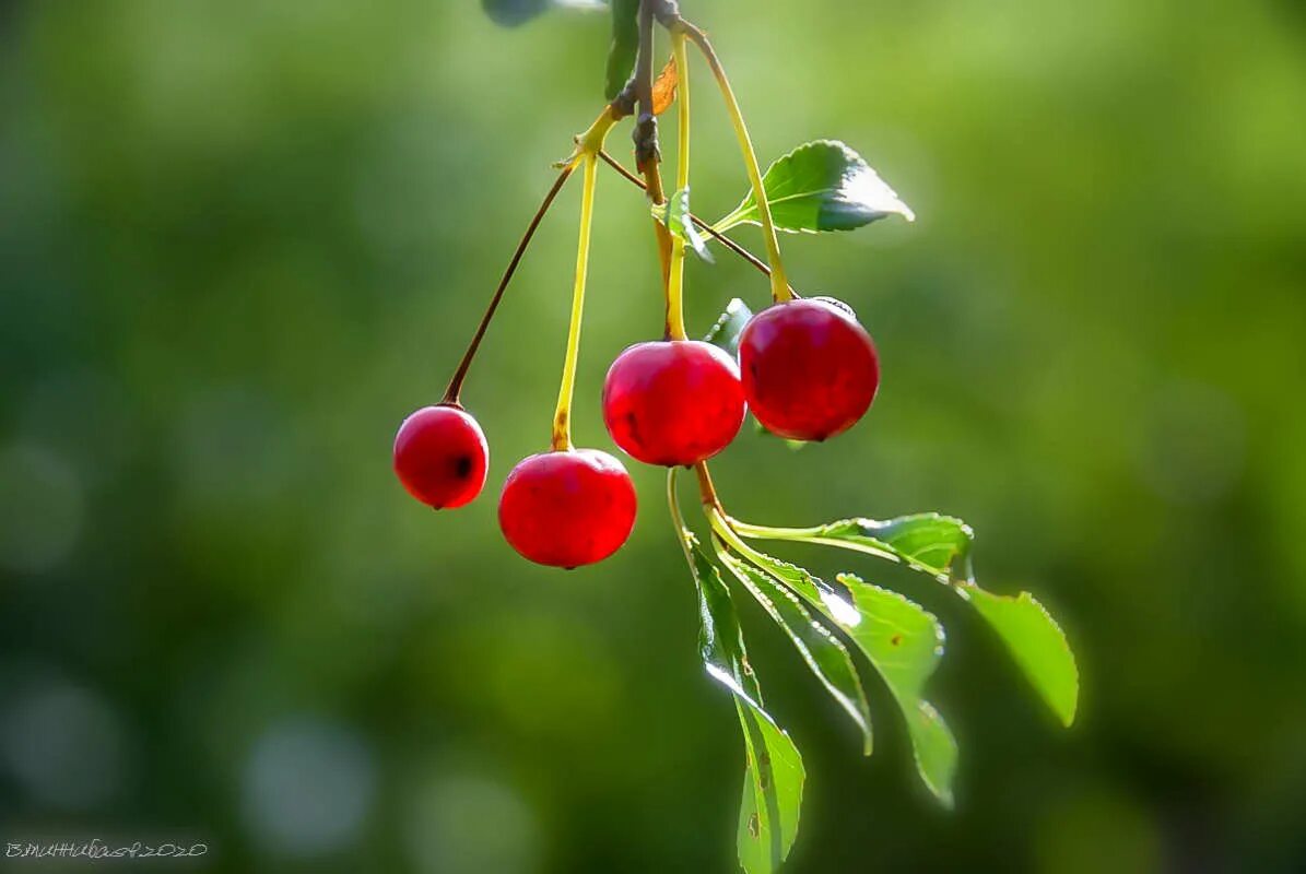 Вишня дерево осень. Яблоня лесная. Черри зимняя вишня. Вишни прошлым летом в лесу было. Вишни прошлым летом в лесу было.