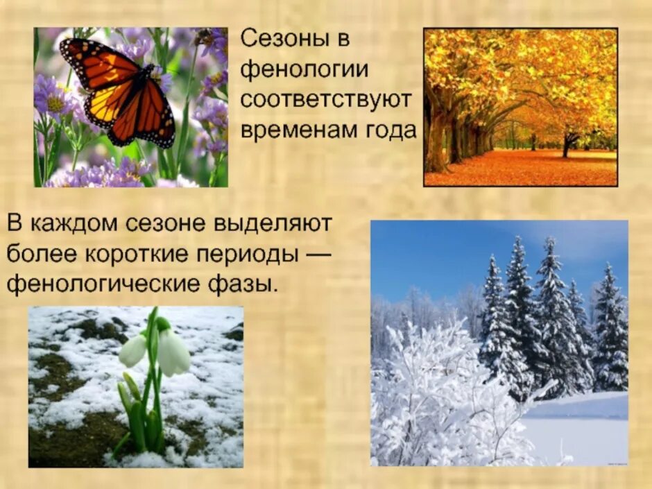 Что изучает фенология. Фенологические явления природы. Сезонные явления в природе. Сезонные изменения в природе. Сезонные явления в живой природе.