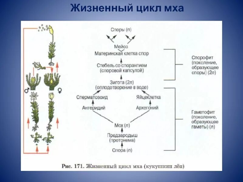 Кукушкин лен жизненный цикл схема. Жизненный цикл мха Кукушкин лен схема. Цикл развития мха Кукушкин лен схема. Цикл развития Кукушкина льна схема. Из каких исходных клеток образуются листья мха