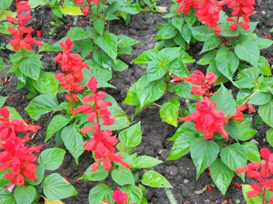 сальвия плейона. рассада сальвия редди. сальвия скарлет. сальвия блестящая (salvia splendens). сальвия сверкающая скарлет.