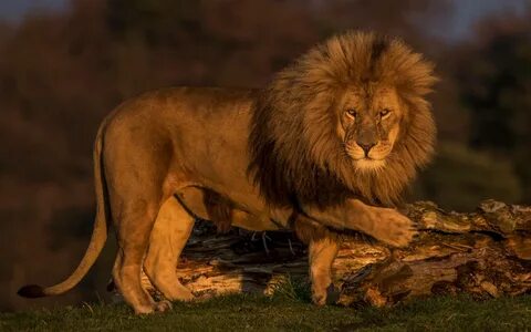 Wildlife lion