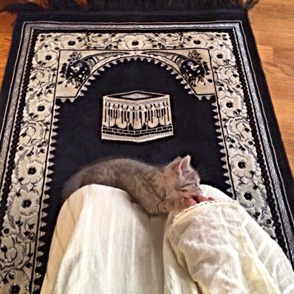 Мусульманский кот. Кошка в мечети. Кошка на ковре. Мусульманские кошки. Мусульманка с котом.