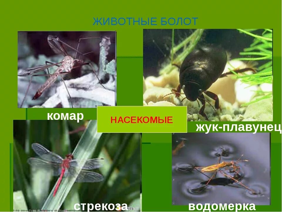 Кто питается комарами и их личинками. Насекомые и животные болота. Обитатели болот. Насекомые обитающие на болотах. Насекомые обитающие в болоте.