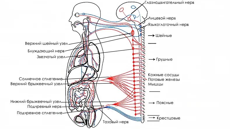 Нервный узел где. Нервные сплетения анатомия солнечное. Большой чревный нерв. Солнечное сплетение нервный узел. Грудной отдел симпатического ствола схема.