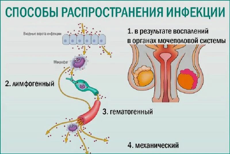 Передается ли простатит
