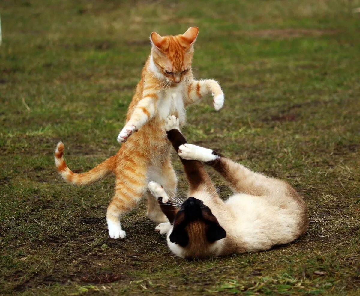 Котики любят играть