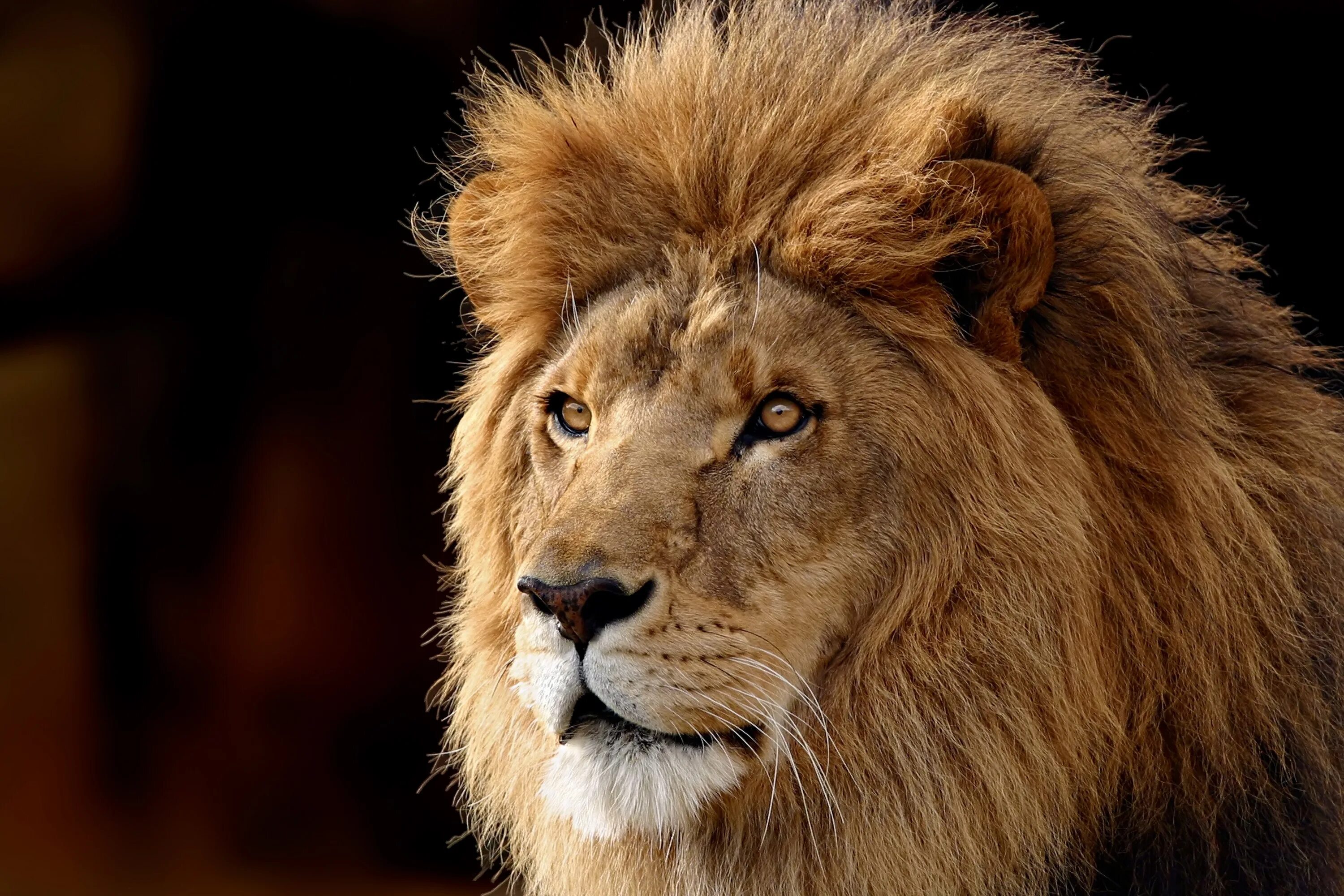 Лев е. Mac os x lion 10.7.5. мак ос лион. лев король зверей. морда льва.