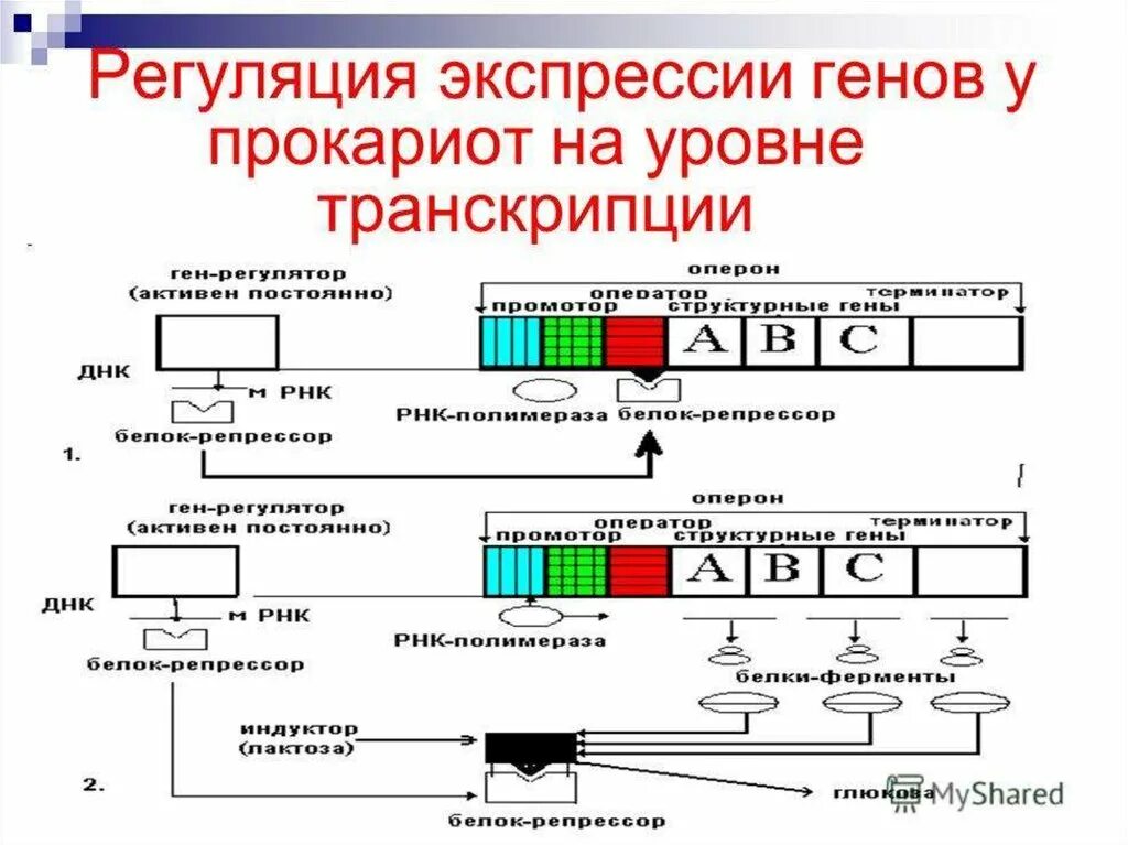 Регуляция экспрессии генов у прокариот. Схема регуляции транскрипции и трансляции. Регуляция экспрессии генов у эукариот. Схема лактозного оперона у прокариот.