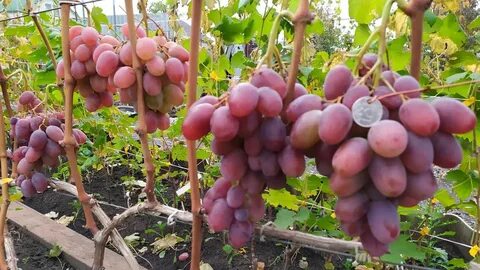 Обзор винограда