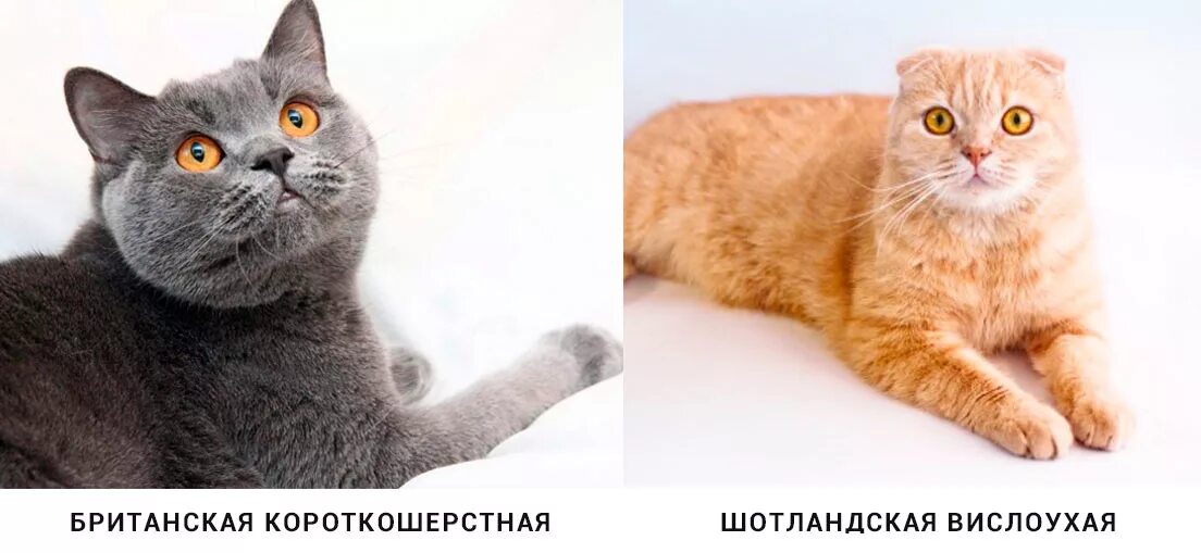 Отличие кошек. Британская и Шотландская вислоухая кошка различие. Породы кошек Британская вислоухая отличие британской. Британская и Шотландская кошка отличия. Отличие британской и шотландской породы кошек.