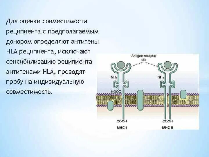 Антигены HLA, совместимость донора и реципиента.. HLA совместимость. HLA донор это. Совместимость по HLA донора.